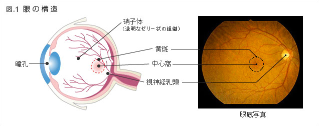 硝子体とは